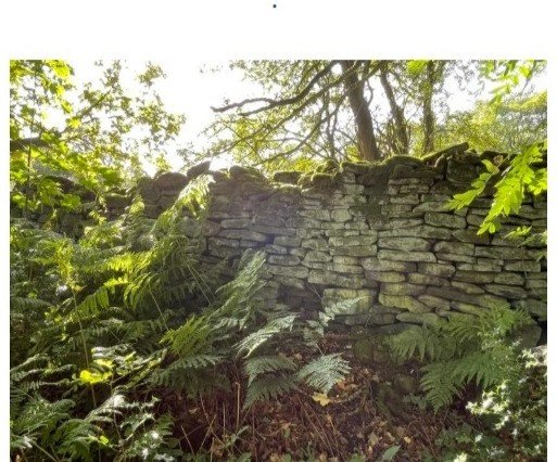 Dry stone wall and ferns in the local countryside